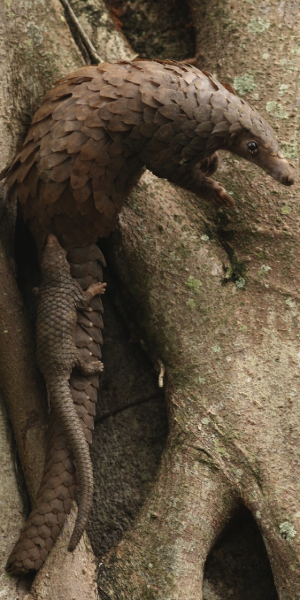 pangolin