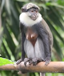 cercopithecus
